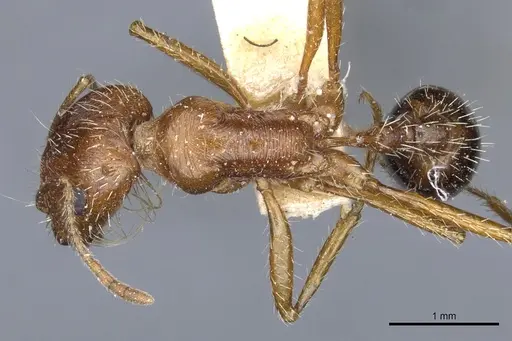 Pogonomyrmex californicus - CASENT0904115