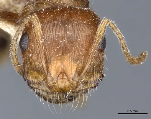 Pogonomyrmex californicus - CASENT0904115