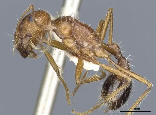 Pogonomyrmex californicus - CASENT0904115