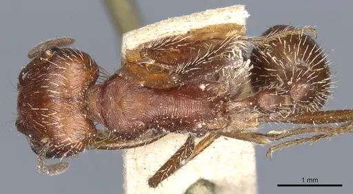Pogonomyrmex californicus - CASENT0904116
