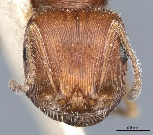 Pogonomyrmex californicus - CASENT0904116