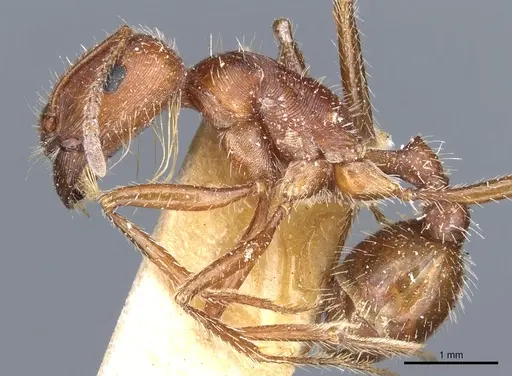 Pogonomyrmex californicus - CASENT0904116