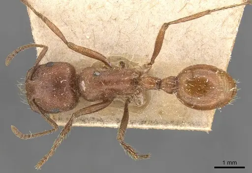 Pogonomyrmex californicus - CASENT0907665