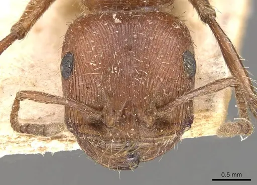 Pogonomyrmex californicus - CASENT0907665