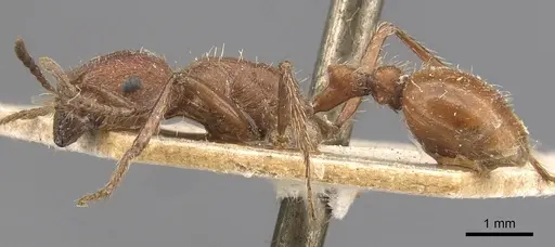 Pogonomyrmex californicus - CASENT0907665