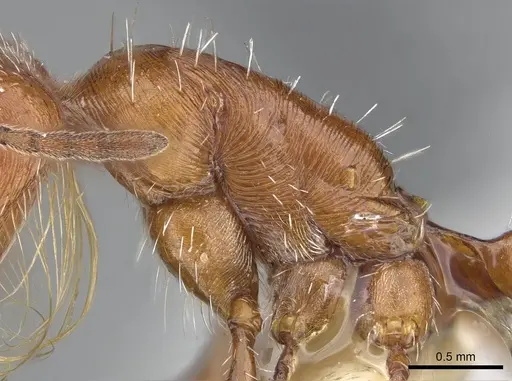 Pogonomyrmex californicus - CASENT0914097