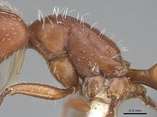 Pogonomyrmex californicus - CASENT0914098