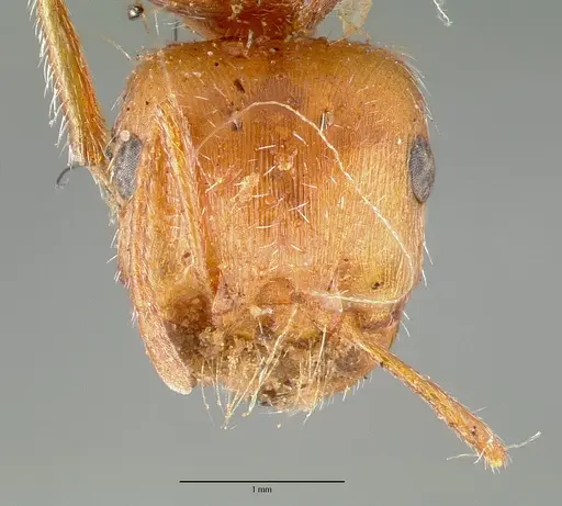 Pogonomyrmex californicus - CASTYPE00625