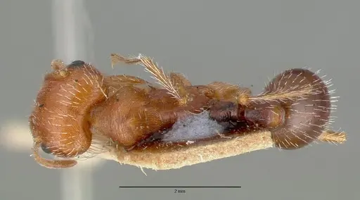 Pogonomyrmex californicus - CASTYPE00626
