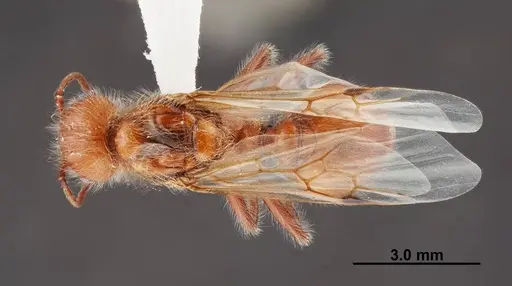 Pogonomyrmex californicus - FMNHINS0000083129