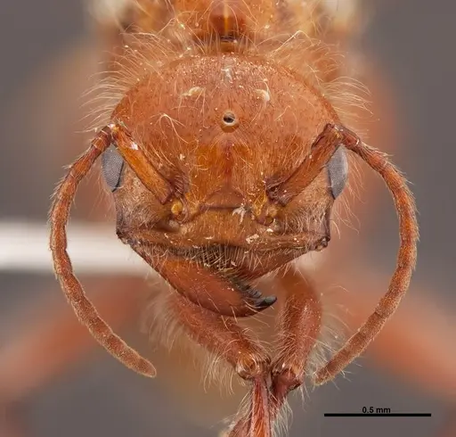Pogonomyrmex californicus - FMNHINS0000083129
