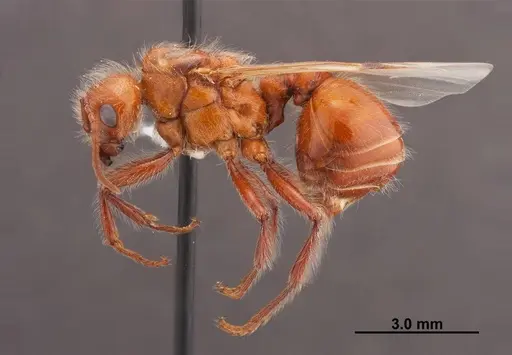 Pogonomyrmex californicus - FMNHINS0000083129