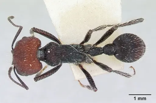 Pogonomyrmex carbonarius specimen