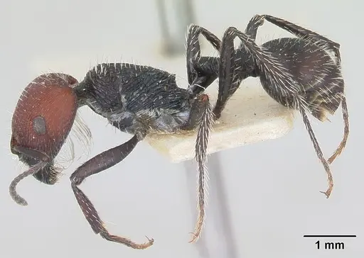 Pogonomyrmex carbonarius specimen