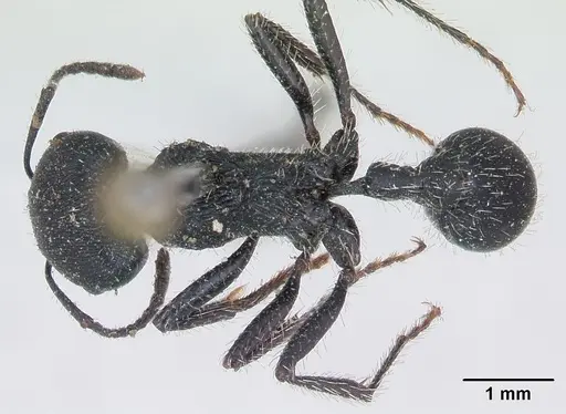 Pogonomyrmex carbonarius - CASENT0173355