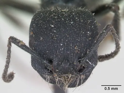 Pogonomyrmex carbonarius - CASENT0173355