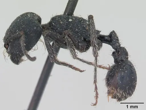 Pogonomyrmex carbonarius - CASENT0173355