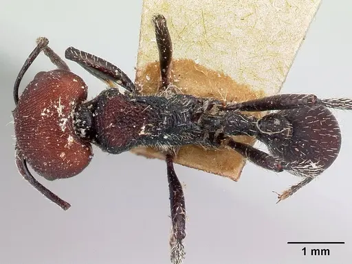 Pogonomyrmex carbonarius - CASENT0217252