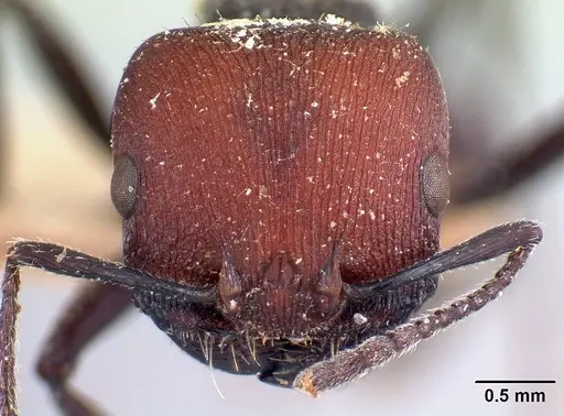 Pogonomyrmex carbonarius - CASENT0217252