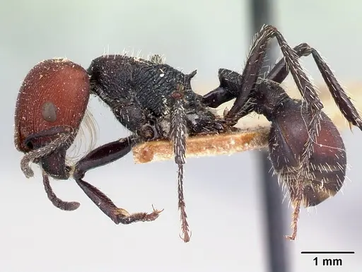 Pogonomyrmex carbonarius - CASENT0217252