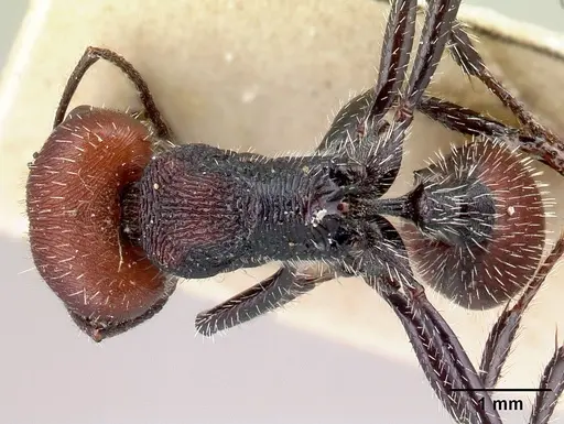 Pogonomyrmex carbonarius - CASENT0217256