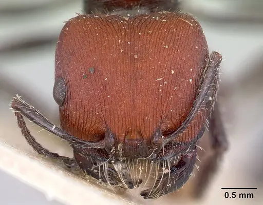 Pogonomyrmex carbonarius - CASENT0217256