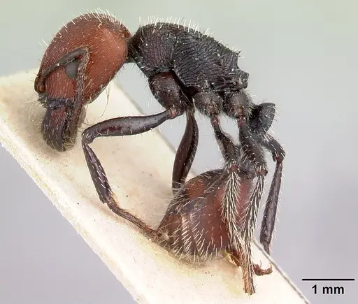 Pogonomyrmex carbonarius - CASENT0217256