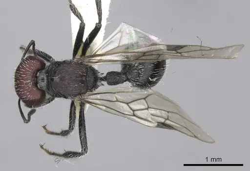 Pogonomyrmex carbonarius - CASENT0235288