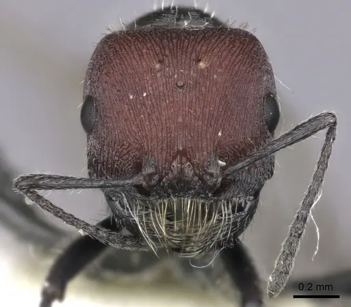 Pogonomyrmex carbonarius - CASENT0235288