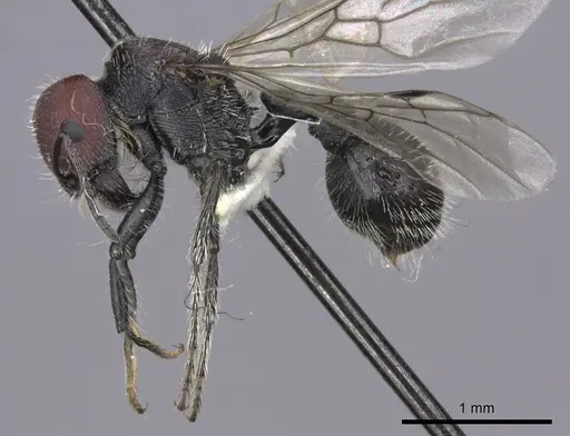 Pogonomyrmex carbonarius - CASENT0235288