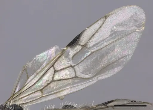 Pogonomyrmex carbonarius - CASENT0235288