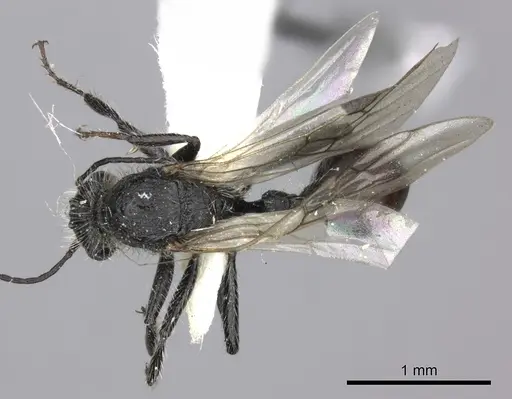 Pogonomyrmex carbonarius - CASENT0235289