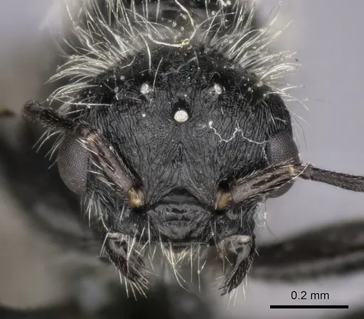 Pogonomyrmex carbonarius - CASENT0235289