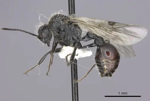 Pogonomyrmex carbonarius - CASENT0235289