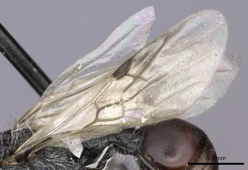 Pogonomyrmex carbonarius - CASENT0235289