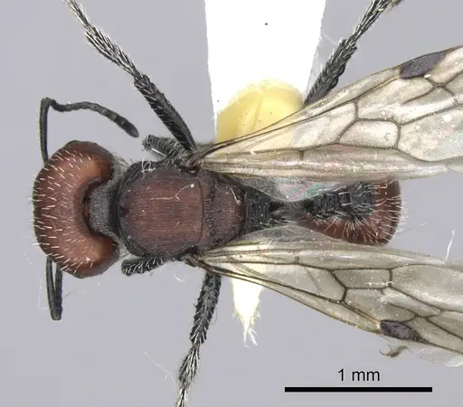 Pogonomyrmex carbonarius - CASENT0235295