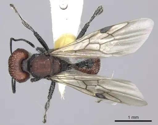 Pogonomyrmex carbonarius - CASENT0235295