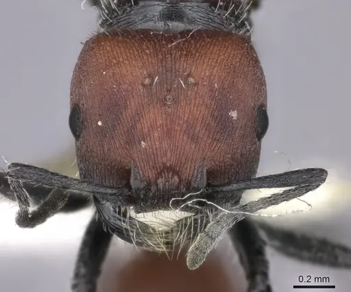 Pogonomyrmex carbonarius - CASENT0235295