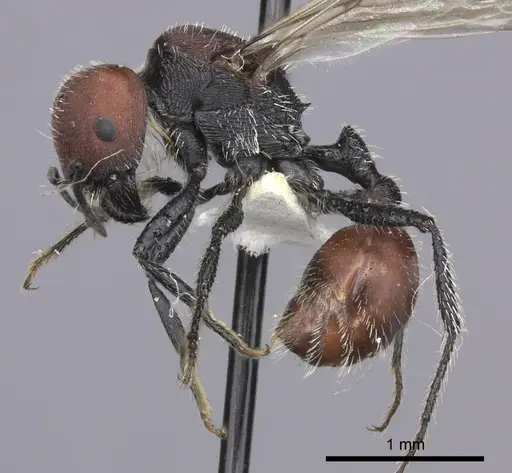 Pogonomyrmex carbonarius - CASENT0235295