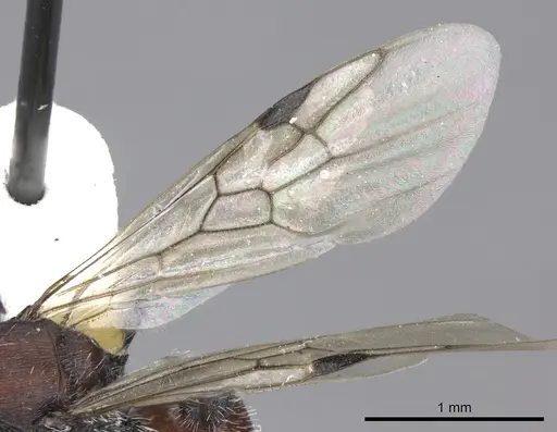 Pogonomyrmex carbonarius - CASENT0235295