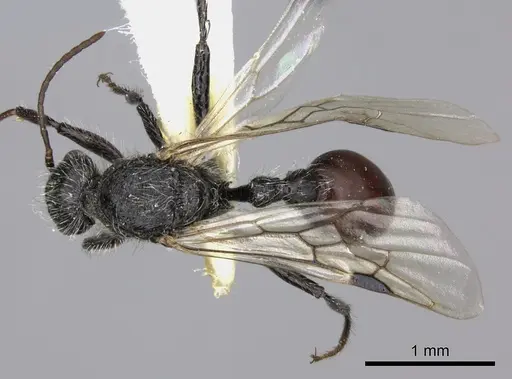 Pogonomyrmex carbonarius - CASENT0235296