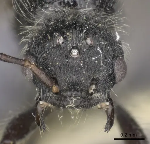 Pogonomyrmex carbonarius - CASENT0235296