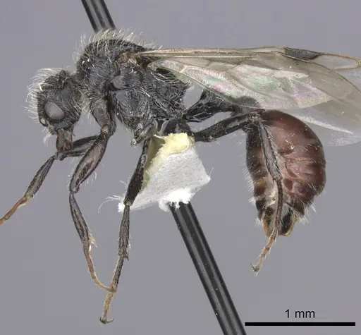 Pogonomyrmex carbonarius - CASENT0235296