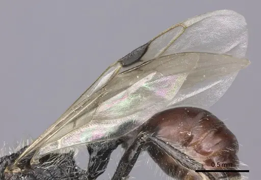 Pogonomyrmex carbonarius - CASENT0235296