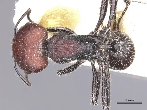 Pogonomyrmex carbonarius - CASENT0913100
