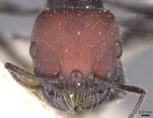 Pogonomyrmex carbonarius - CASENT0913100