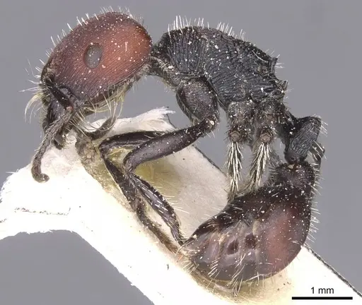 Pogonomyrmex carbonarius - CASENT0913100