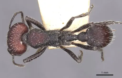Pogonomyrmex carbonarius - CASENT0913102
