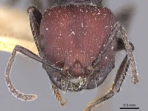 Pogonomyrmex carbonarius - CASENT0913102