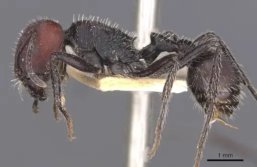 Pogonomyrmex carbonarius - CASENT0913102